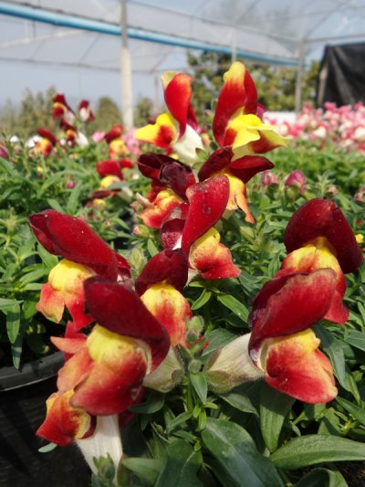 Antirrhinum Red and Yellow Antirrhinum Red and Yellow