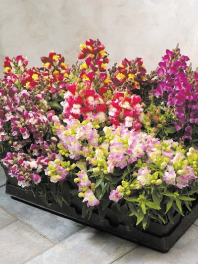 Antirrhinum Bicolor Mix Antirrhinum Bicolor Mix