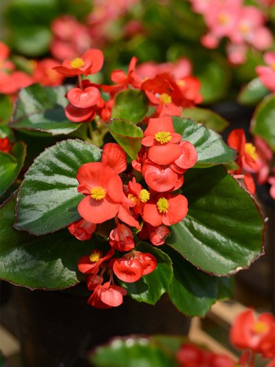 Begonia Red