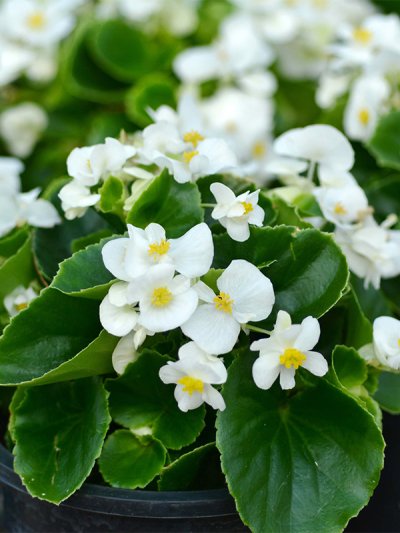 Begonia White