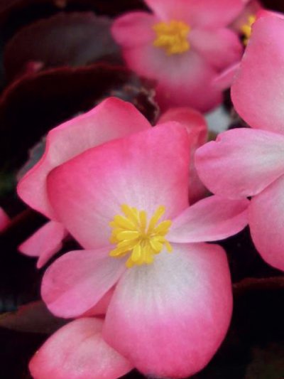 Begonia Rose Bicolor