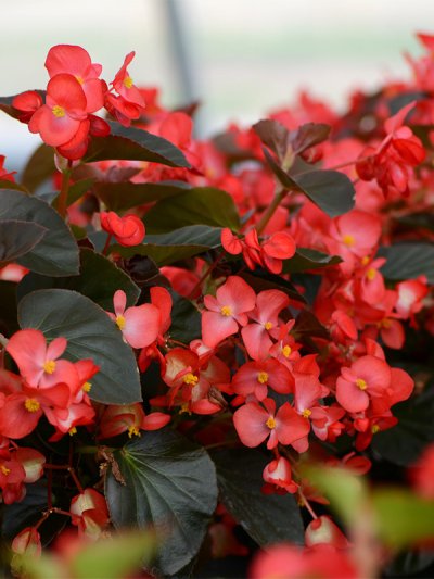 Begonia Red on Chocolate