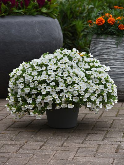 Calibrachoa White Calibrachoa White