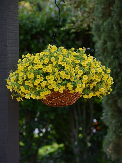 Calibrachoa Yellow Calibrachoa Yellow