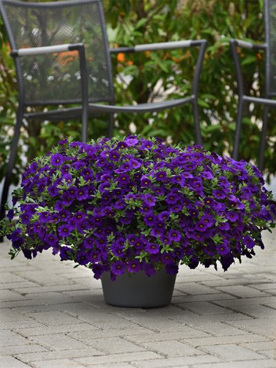 Calibrachoa Blue Calibrachoa Blue