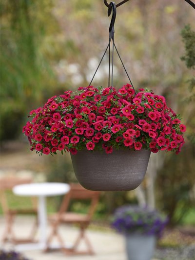 Calibrachoa Cherry Calibrachoa Cherry