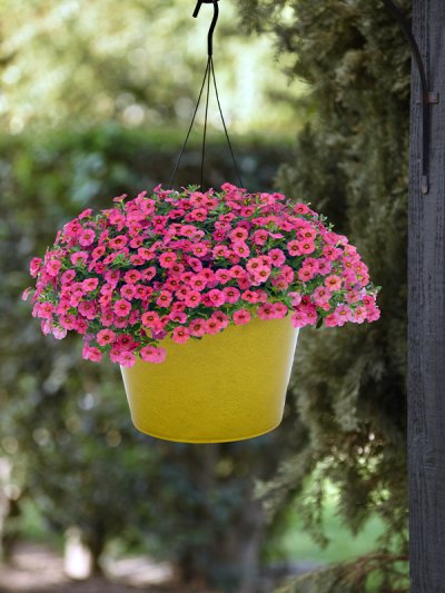 Calibrachoa Coral Calibrachoa Coral