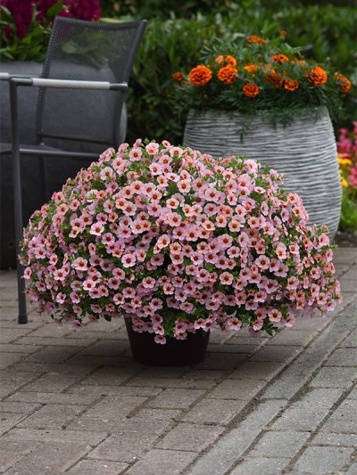 Calibrachoa Light Pink Blast Calibrachoa Light Pink Blast
