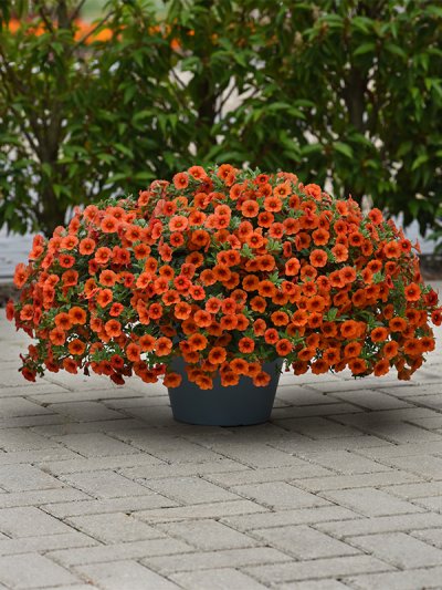 Calibrachoa Orange Calibrachoa Orange