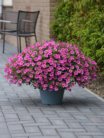 Calibrachoa Pink Calibrachoa Pink