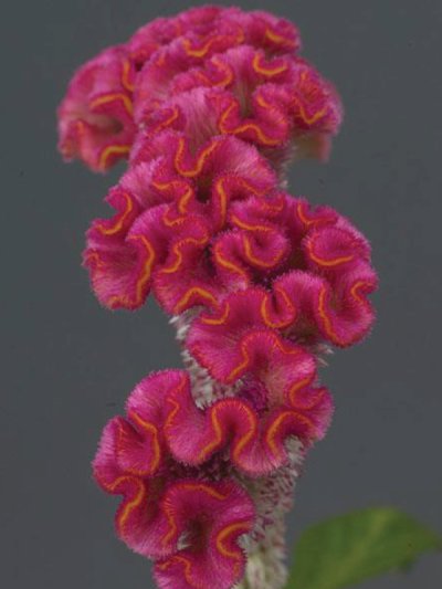 Celosia Cristata Pink