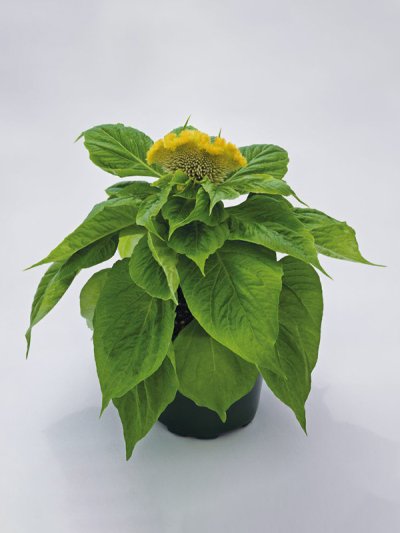 Celosia Cristata Lightning Yellow