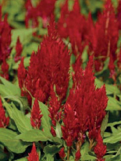 Celosia Plumosa Fresh Look Red