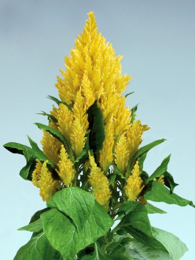 Celosia Plumosa Fresh Look Yellow