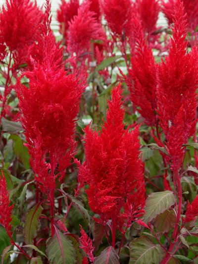 Celosia Plumosa Red