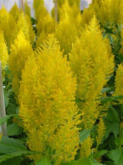 Celosia Plumosa Yellow