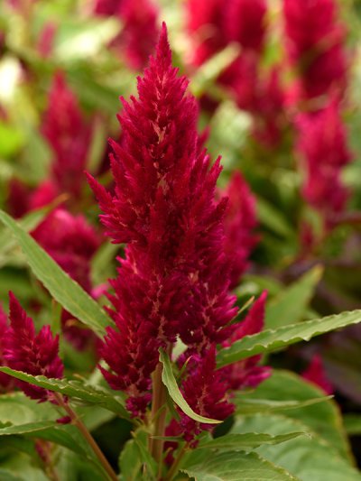 Celosia Plumosa Cherry