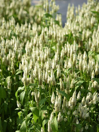 Celosia Spicata White