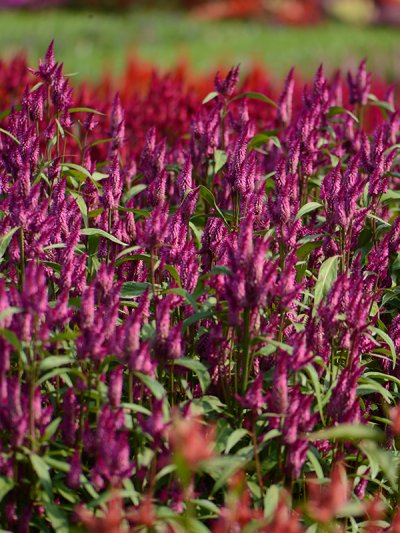 Celosia Spicata Purple