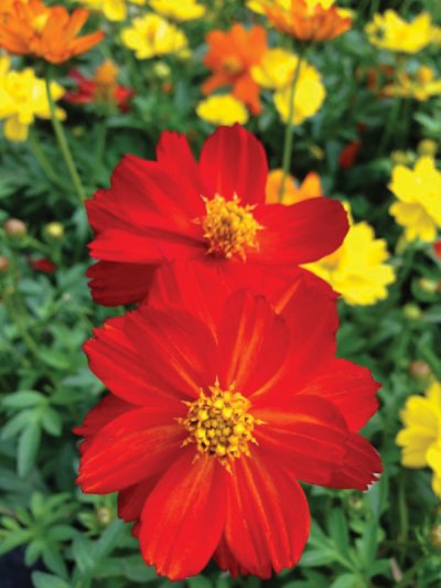  Cosmos Cosmic Red