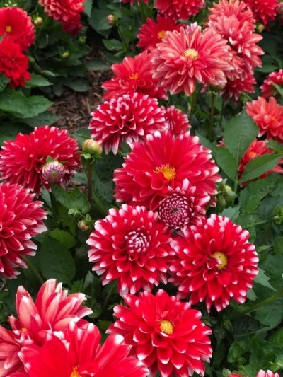 Dahlia First Love Red Picotee