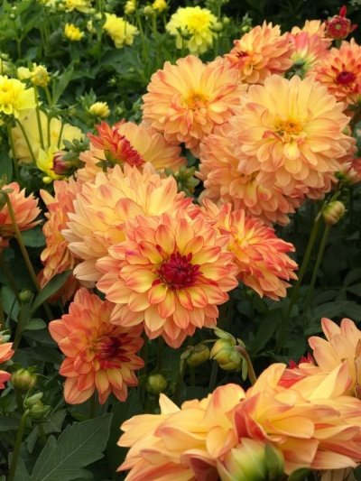 Dahlia First Love Yellow Red