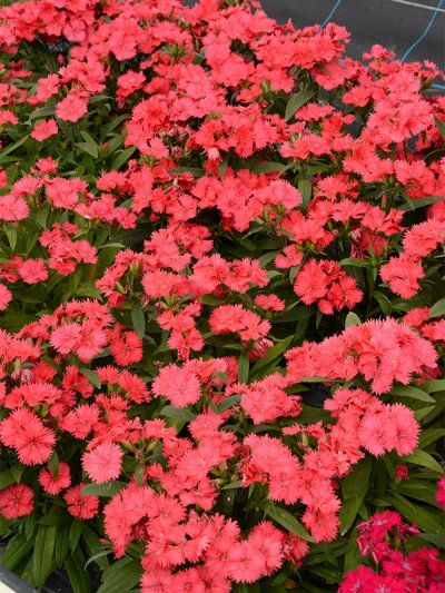 Dianthus Interspecific Telstar Coral