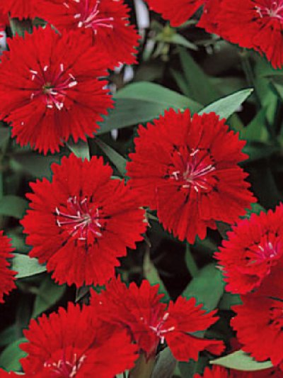 Dianthus Interspecific Telstar Crimson