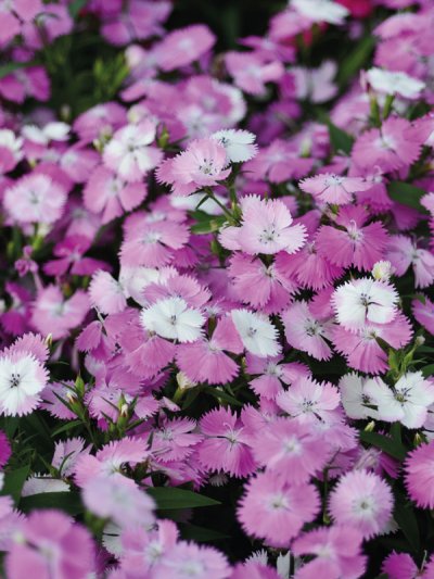 Dianthus Interspecific Tiny Star Brush Pink