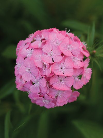 Dianthus Dep Pink Maxine