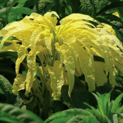 Amaranthus Aurora