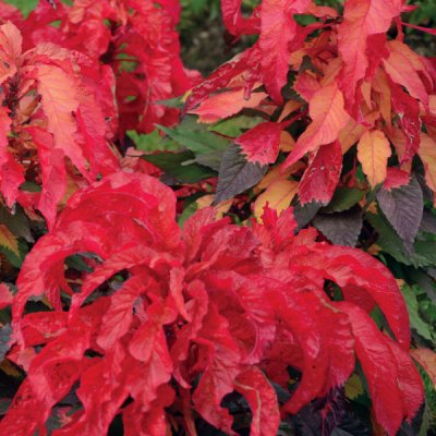 Amaranthus Early Splendor