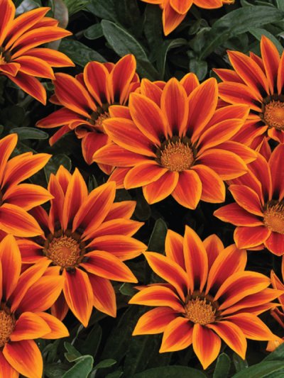 Gazania Kiss Orange Flame