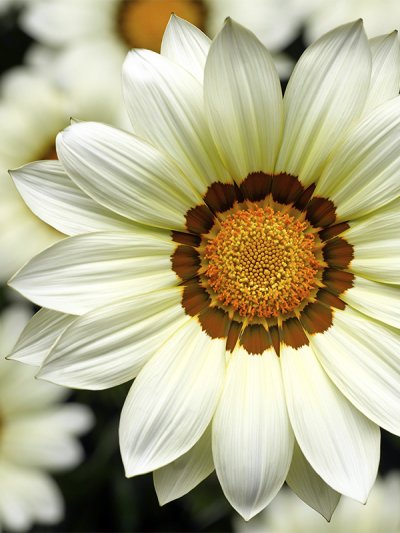 Gazania White