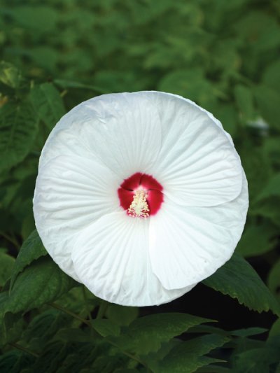Hibiscus Honeymoon White With Eye