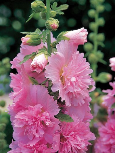 Hollyhock Spring Celebrities Rose