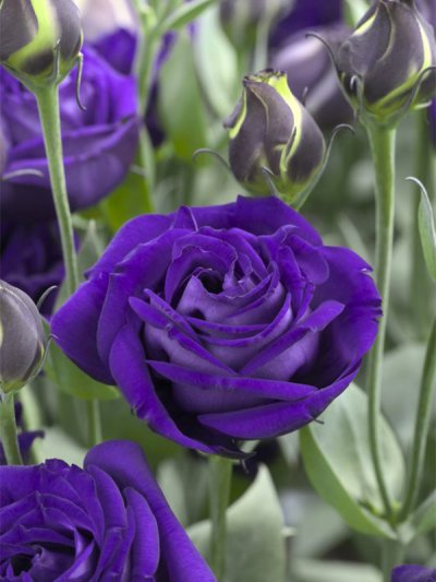 Lisianthus Arena 3 Purple