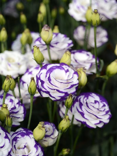 Lisianthus Croma 3 Blue Picotee