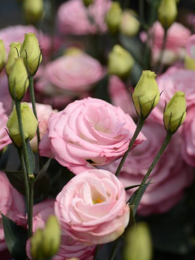 Lisianthus Croma 3 Pink