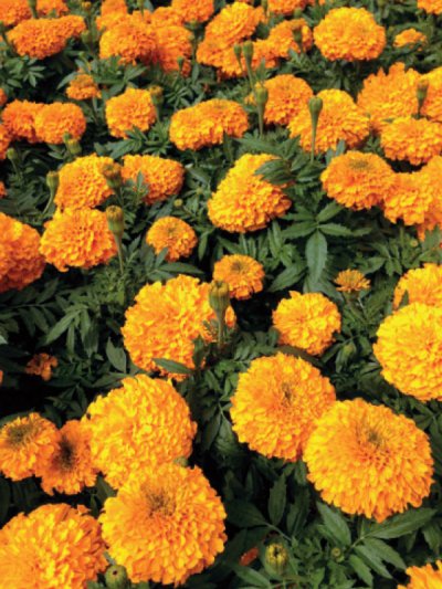 Marigold African Orange