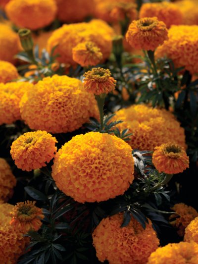 Marigold African Orange