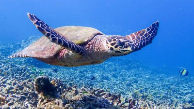 SIMILAN ISLAND