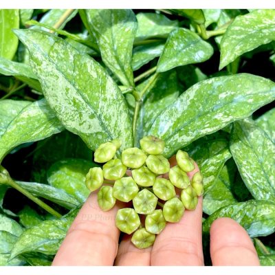 Hoya crassipetiolata (Splash leaves)
