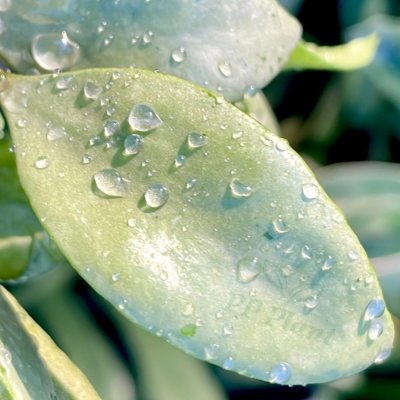 Hoya lacunosa (Silver leaves)