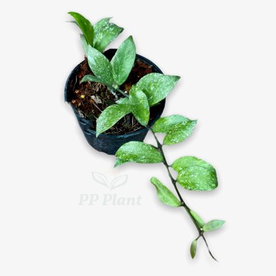 Hoya 'Rebecca' splash leaves