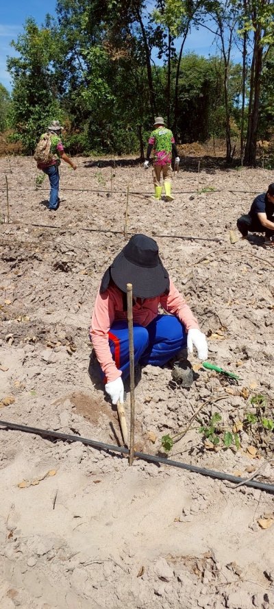 โครงการปลูกป่า ลดภาวะโลกร้อนปี 3 ณ ป่าชุมชนบ้านหนองปลิง ตำบลทุ่งกระบ่ำ อำเภอเลาขวัญ จังหวัดกาญจนบุรี