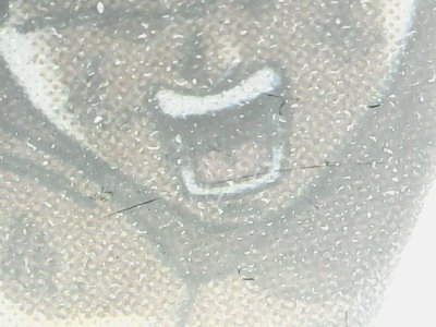 SN32113