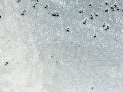 SN32624