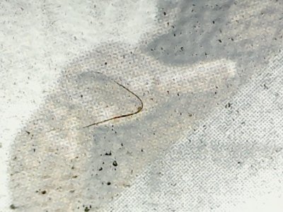 SN33568