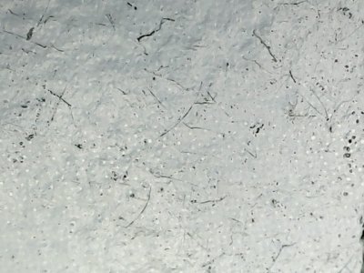 SN33571